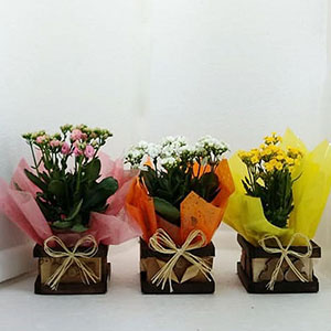 flower set 6