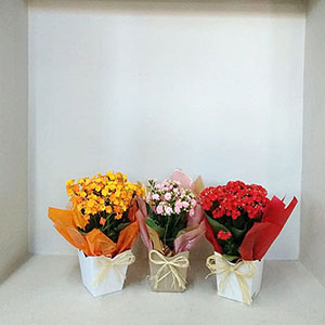 flower set 6